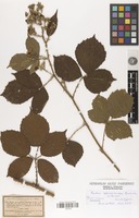 Lectotype of Rubus approximatus Questier ex Billot [family ROSACEAE]