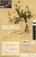 Filed as Daucus littoralis Sibth. & Sm. [family APIACEAE]
