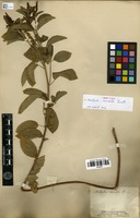 Syntype of Acalypha variabilis Klotzsch ex Baill. [family EUPHORBIACEAE]