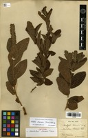 Syntype of Odonteilema claussenii Turcz. [family EUPHORBIACEAE]