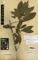Syntype of Acalypha prunifolia Nees & Mart., nom illeg. [family EUPHORBIACEAE]