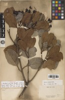 Syntype of Arytera arcuata Radlk. [family SAPINDACEAE]