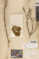 Isotype of dendrophthora martinicensis Kuijt [family SANTALACEAE]