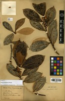 Isotype of Ficus grenadensis Warb. [family MORACEAE]