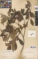 Syntype of Ficus tuphapensis Drake [family MORACEAE]