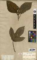 Type? of Ficus alba Reinw. ex Blume [family MORACEAE]