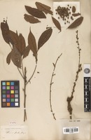 Type of Ficus ribes Reinw. ex Blume [family MORACEAE]