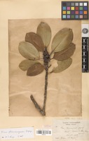 Syntype of Ficus phanrangensis Gagnep. [family MORACEAE]
