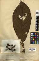 Isotype of Ficus castanea Elmer [family MORACEAE]
