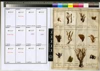 Filed as Campylopus boryanus Besch. [family BRYOPSIDA]