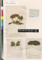 Isosyntype of Thuidium scabrosulum Mitt. [family THUIDIACEAE]