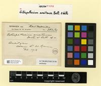 Isosyntype of Ectropothecium aneitense Broth. & Watts [family HYPNACEAE]