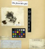Isotype of Frullania fluminensis Gottsche ex Stephani [family JUBULACEAE]
