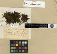 Isotype of Frullania subtruncata Stephani [family JUBULACEAE]