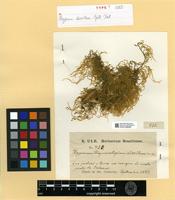 Type? of Hypnum dissitum Müll.Hal. [family HYPNACEAE]