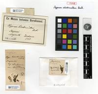 Type of Platyhypnidium schottmuelleri (Broth.) M. Fleisch. [family BRACHYTHECIACEAE]