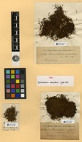 Type of Macromitrium caespitans Müll. Hal. [family ORTHOTRICHACEAE]