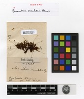 Isotype of Macromitrium crenulatum Hampe [family ORTHOTRICHACEAE]