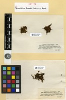 Isotype of Macromitrium husnotii Schimp. ex Besch. [family ORTHOTRICHACEAE]