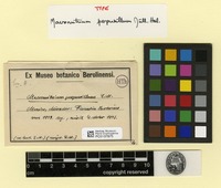 Type of Macromitrium perpusillum Müll.Hal. [family ORTHOTRICHACEAE]