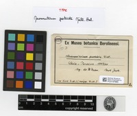 Type of Macromitrium pertriste Müll.Hal. [family ORTHOTRICHACEAE]