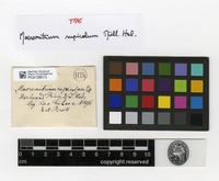 Type of Macromitrium rupicolum Müll.Hal. [family ORTHOTRICHACEAE]