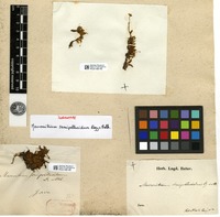 Isosyntype of Macromitrium semipellucidum Dozy & Molk. [family ORTHOTRICHACEAE]