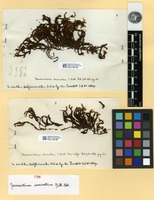 Type of Macromitrium uncinatum Müll. Hal. [family ORTHOTRICHACEAE]