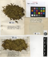 Isolectotype of Homalothecium mandonii (Mitt.) Geh. [family BRACHYTHECIACEAE]