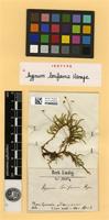 Isotype of Mittenothamnium loriforme (Hampe) Cardot [family HYPNACEAE]
