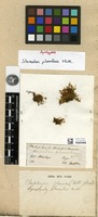 Syntype of Stereodon planulus Mitt. [family HYPNACEAE]