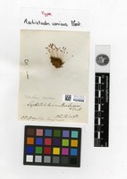 Type of Aschistodon conicus Mont. [family DITRICHACEAE]