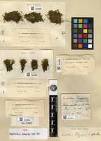 Type of Eustichia poeppigii (Müll.Hal.) Paris [family EUSTICHIACEAE]