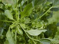 Acalypha indica
