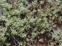 Portulaca quadrifida