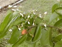 Olax dissitiflora