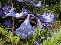 Jacaranda mimosifolia