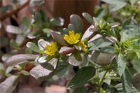 Portulaca oleracea