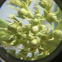 Strychnos spinosa