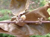 Dichapetalum madagascariense