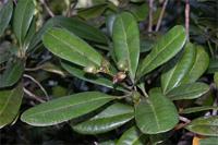 Ivodea choungiensis