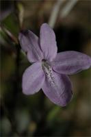 Pseuderanthemum tunicatum