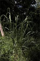 Panicum maximum