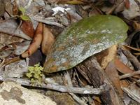 Mystroxylon aethiopicum