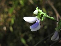 Abrus madagascariensis