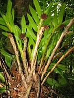 Agrostophyllum majus
