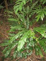 Alpinia novae-pommeraniae