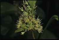 Dichapetalum madagascariense