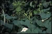 Ipomoea alba