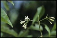 Coptosperma supra-axillare